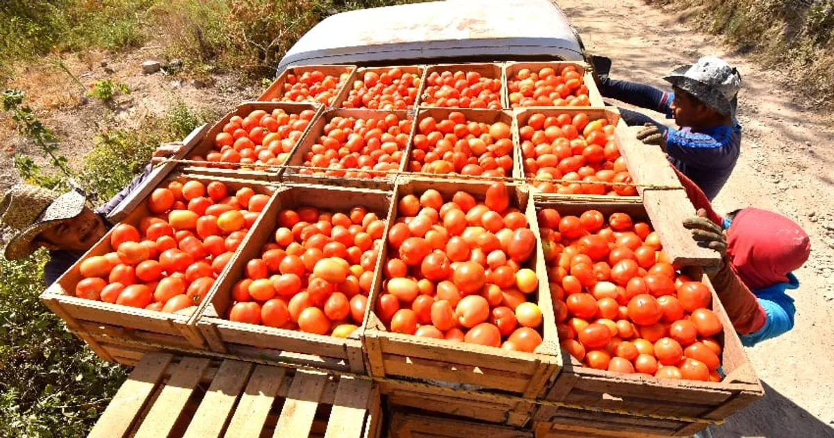burkina faso bans tomato exports — GH news