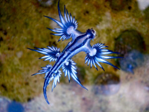 Exploring the Blue Dragon Sea Slug: A Marine Wonder