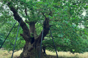 Unearthing the Mystique of Druid’s Oak