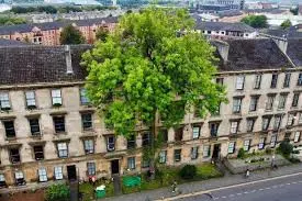 Revitalisation of Argyle Street Ash: A Community Update