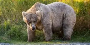 Fat Bear Week 2023: A Celebration of Nature’s Might