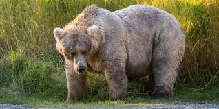 Fat Bear Week 2023: A Celebration of Nature’s Might