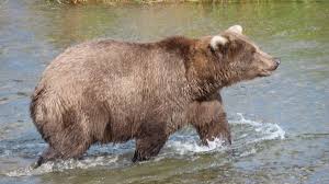 Fat Bear Week: A Celebration of Nature and Conservation