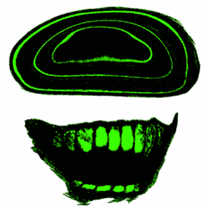 The Revolutionary Impact of Quantum Computing