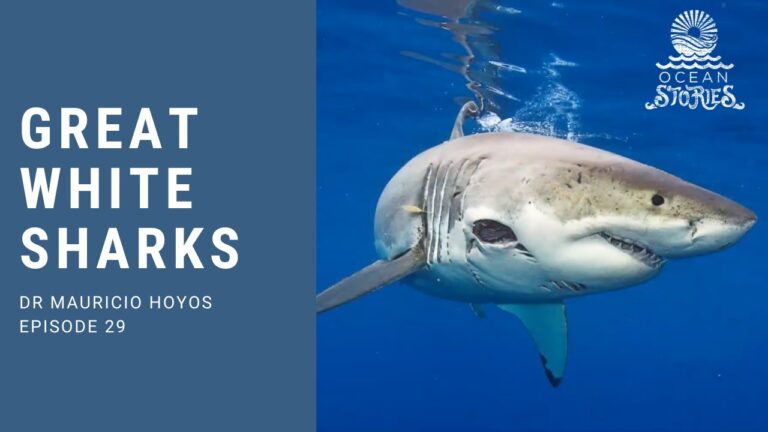 Exploring the World of Great White Sharks
