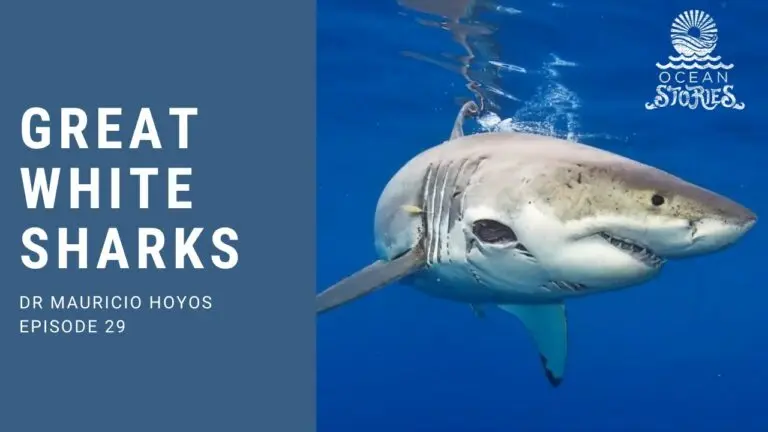 Exploring the World of Great White Sharks