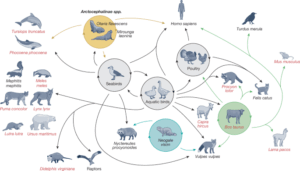 Understanding the H5N1 Virus: Current Events and Implications