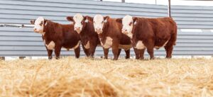 Exploring the Historic City of Hereford