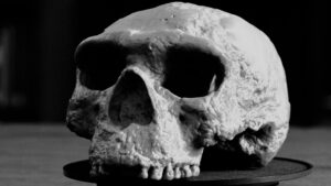 Human Skull Found: A Significant Discovery for Archaeology