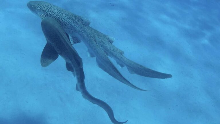 Understanding Leopard Shark Mating Habits