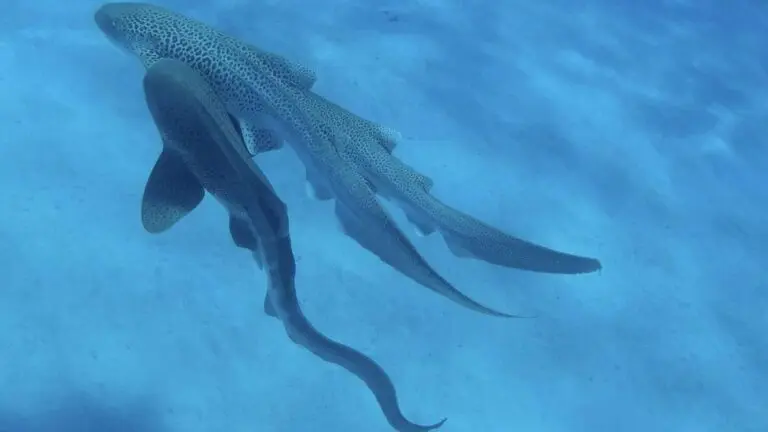 Understanding Leopard Shark Mating Habits