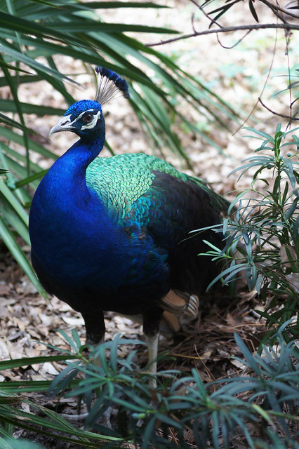 The Fascinating World of Peacocks: Beauty and Symbolism