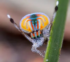 The Mesmerising Peacock Spider: Nature’s Dazzling Dancer