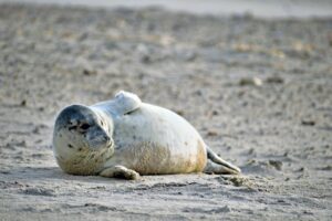 The Iconic Career of Arjen Robben