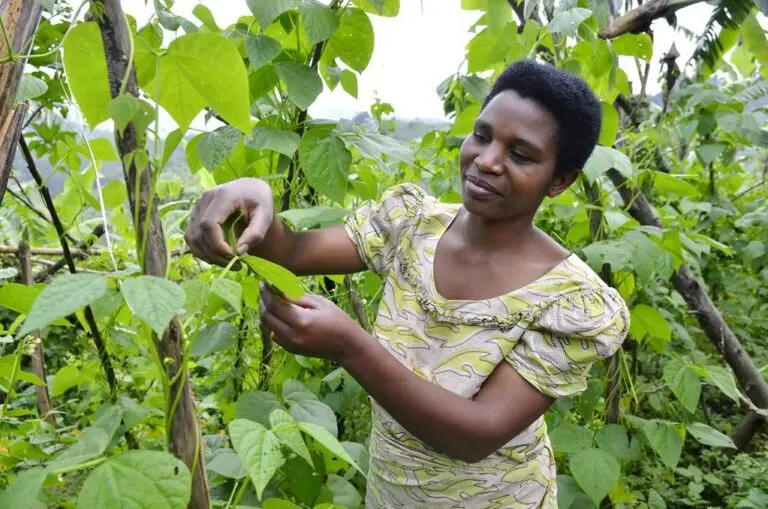 Rwanda: A Rising Star in Africa’s Development