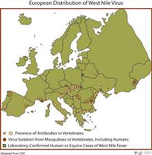 Understanding West Nile Virus: Risks and Prevention