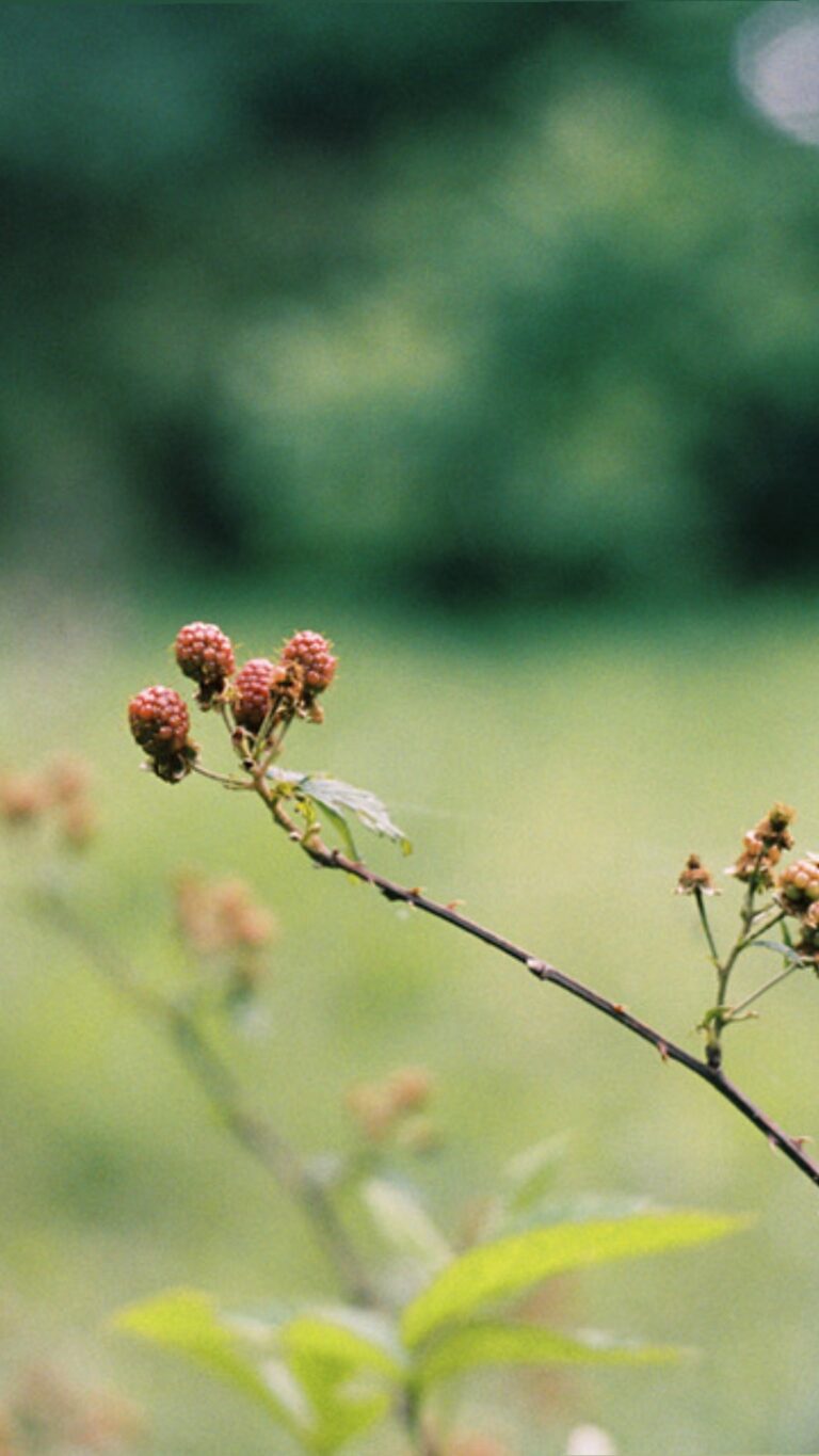 The Role and Importance of the U.S. Department of Energy (DOE)