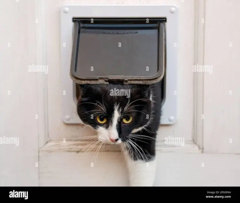 Innovative Cat Flap Wows Investors on Dragons Den