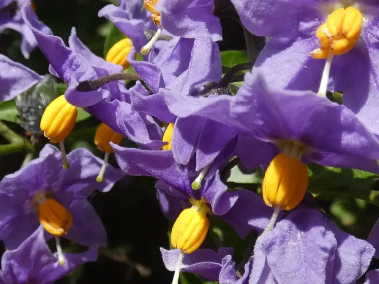 Fakenham: Exploring the Charm and Significance of a Historic Market Town