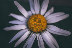 Exploring the Charm and History of Macclesfield