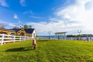 Discover Skyland Ranch: Your New Family Adventure Destination