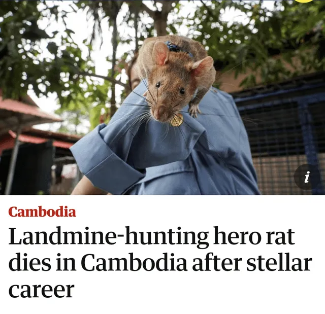 Magawa the Landmine-Detecting Rat Honored with Statue in Cambodia