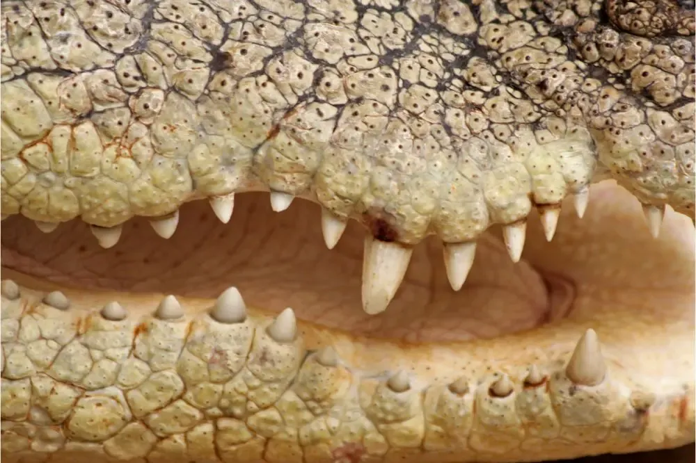 crocodiles — GH news